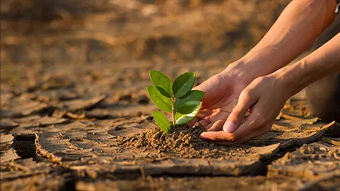 Ein Kind oder ein Teenager pflanzt einen Baum auf ausgetrockneter Erde